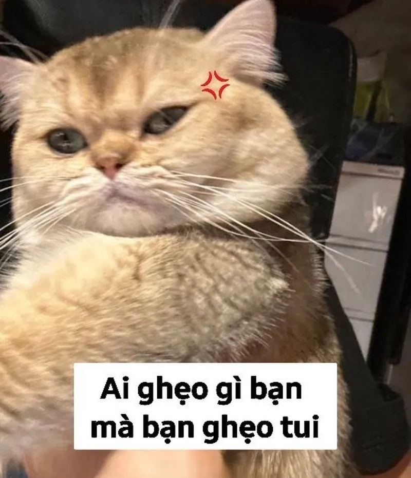 Meme meme avatar vô tri mèo đáng yêu khiến bạn không thể quên