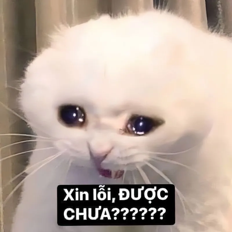 Ảnh meme xin lỗi người yêu dễ thương cho trang cá nhân của bạn