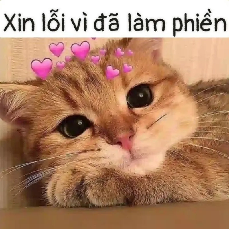 Em sai rồi anh xin lỗi em đi meme dễ thương khiến bạn cảm thấy vui vẻ