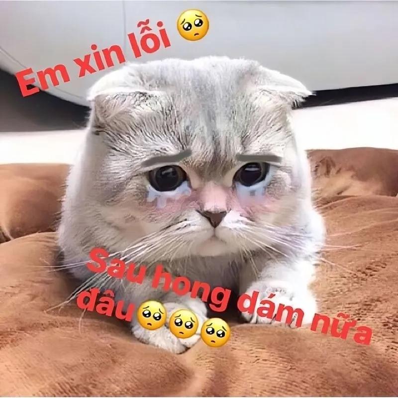 Meme em xin lỗi mang lại niềm vui cho người xem