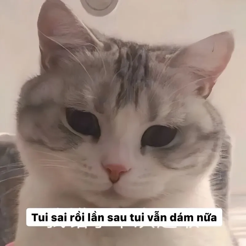 Quỳ xin lỗi meme thể hiện sự chân thành và hài hước