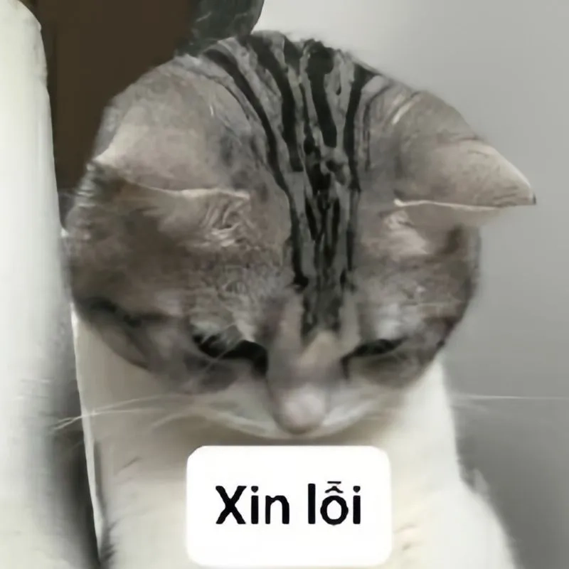 Cute meme mèo xin lỗi dễ thương cho những ai yêu thích mèo