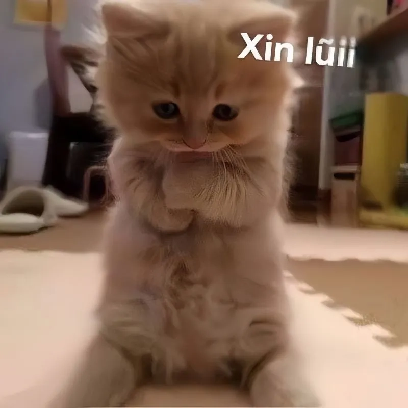 Mèo xin lỗi meme dễ thương khiến bạn cảm thấy vui vẻ