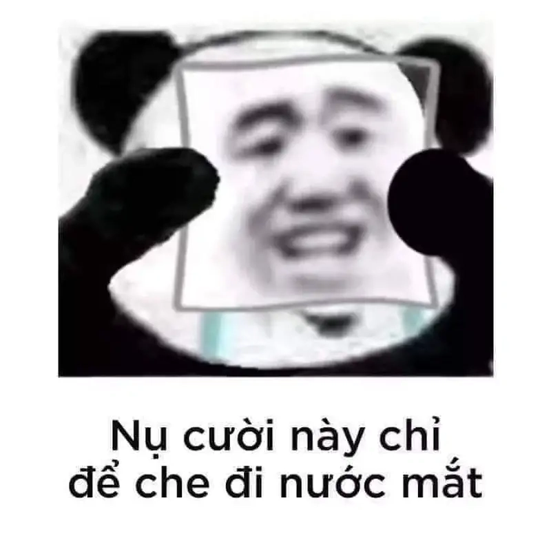 Hình meme mèo khóc khiến bạn không thể nhịn cười