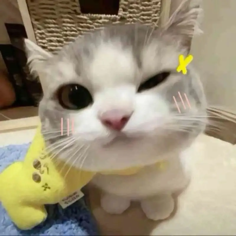 Vô tri meme mèo khóc cute mang lại cảm giác đồng cảm và hài hước