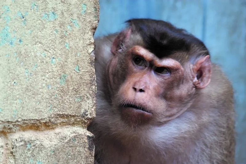 Monkey looking away meme đáng yêu khiến bạn không thể qu ên