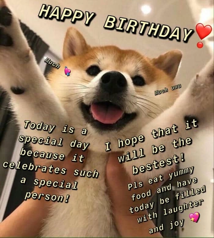 Meme mèo happy birthday dễ thương khiến bạn không thể cưỡng lại