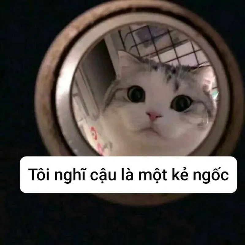 Meme mèo cầu nguyện đáng yêu cho những khoảnh khắc vui vẻ