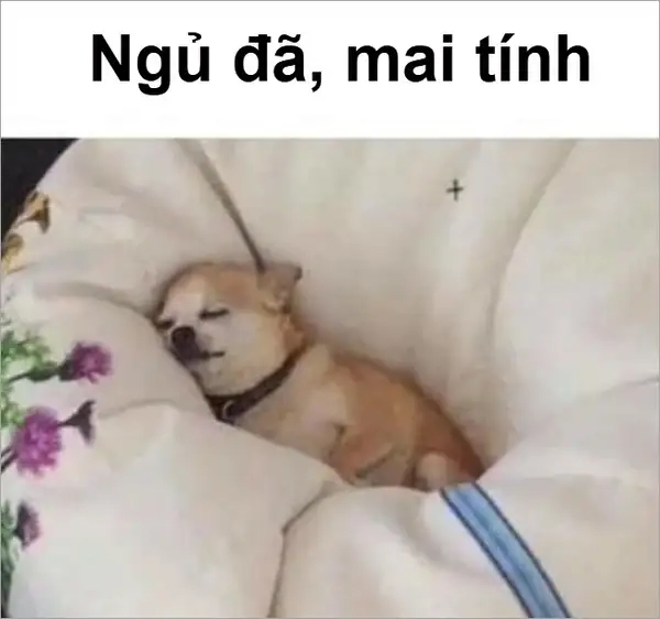 Meme mèo mất ngủ thể hiện sự hài hước độc đáo