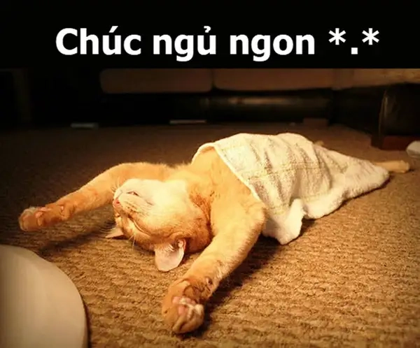 Meme mèo đi ngủ mang lại tiếng cười cho mọi người