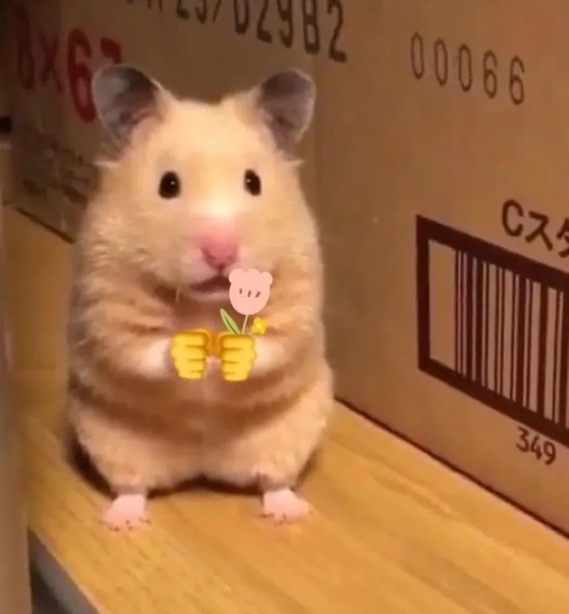 Sad hamster meme 4k mang lại niềm vui cho người xem