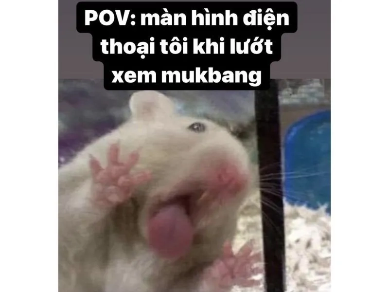 Sad hamster meme violin dễ thương cho những ai yêu thích âm nhạc