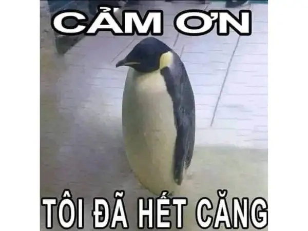 Meme quỳ lạy cảm ơn thật hài hước và thú vị