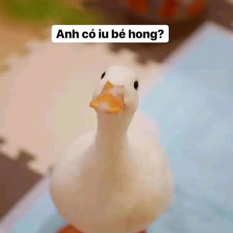 Ảnh con vịt meme đáng yêu cho ngày thêm vui