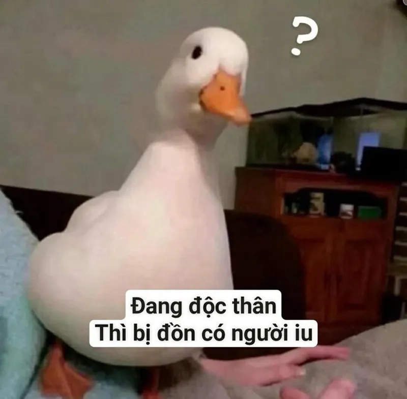 Vịt donald meme mang lại tiếng cười cho mọi người