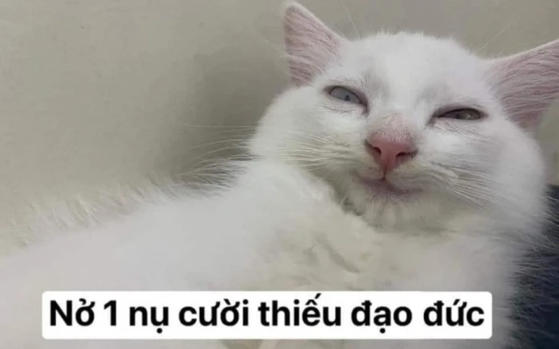 Meme đùa ko vui mang lại tiếng cười cho mọi người