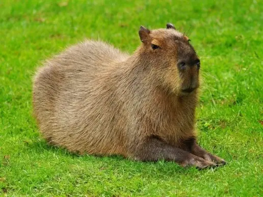 Khám phá những meme Capybara vui nhộn không thể bỏ qua