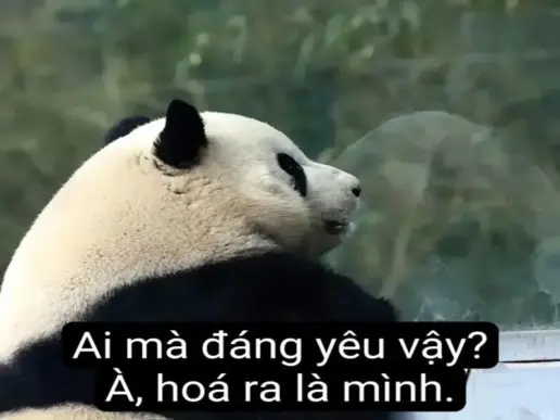 Meme gấu cực cute giúp xả stress nhanh chóng và hiệu quả