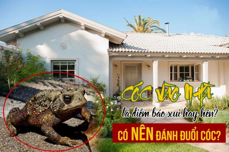 Cóc vào nhà có điềm gì? Giải mã ý nghĩa và những điều cần biết