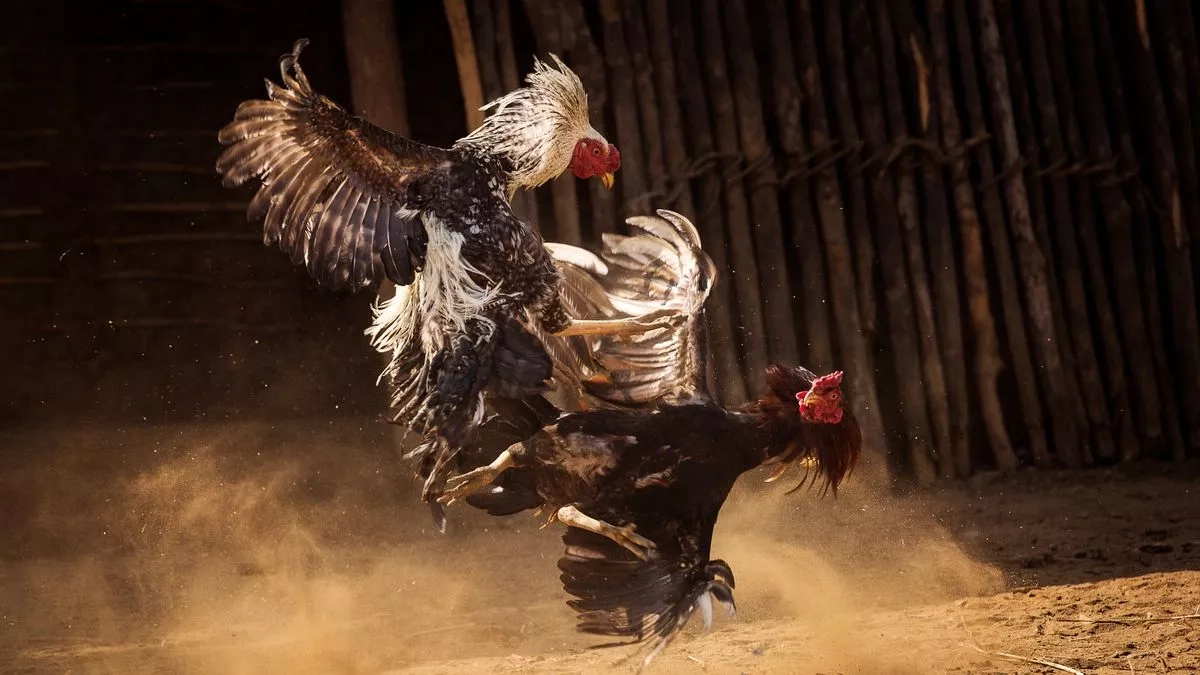 Kèo nóng trường gà Thomo đang mở cực ngắn – tranh thủ