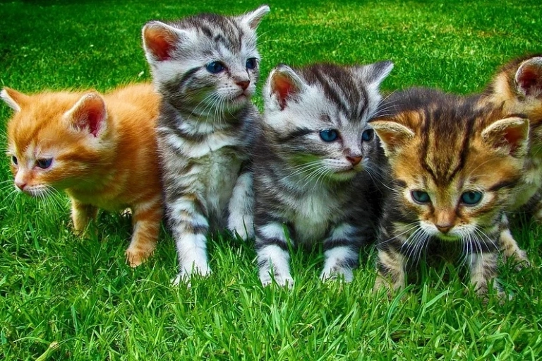 Mèo Vào Nhà Là Điềm Gì? Giải Mã Ý Nghĩa Theo Màu Lông Và Thời Điểm