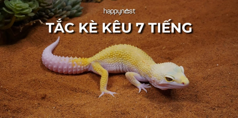Tắc kè kêu 11 tiếng: Giải mã điềm báo và ý nghĩa tâm linh