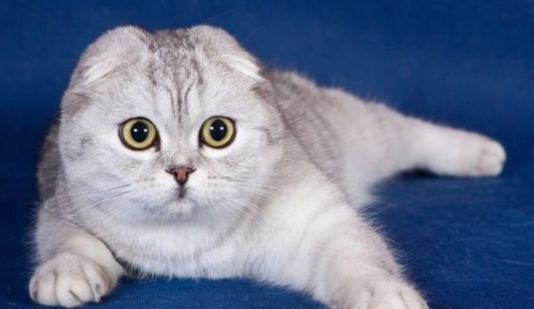 Tìm hiểu đặc điểm và cách huấn luyện mèo Scottish Fold hiệu quả 2026