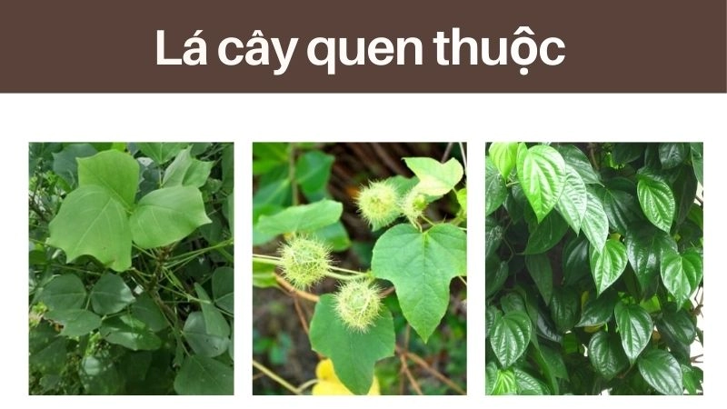 Lá sấu + lá bạc hà – Combo “gây buồn ngủ” cực mạnh 