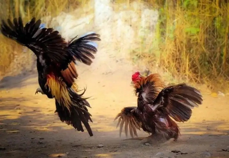 Bí quyết chọn gà chiến cựa dao chuẩn xác nhất