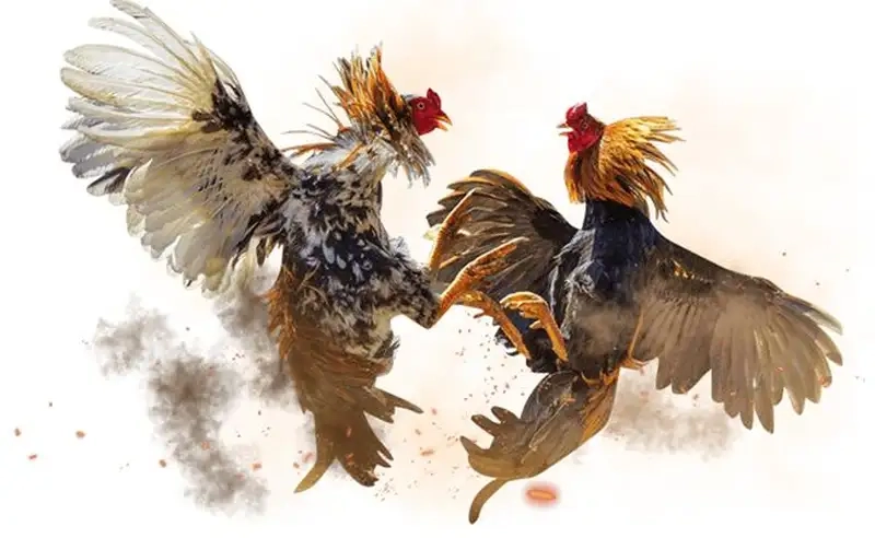 Cách soi kèo đá gà để tối đa hóa lợi nhuận