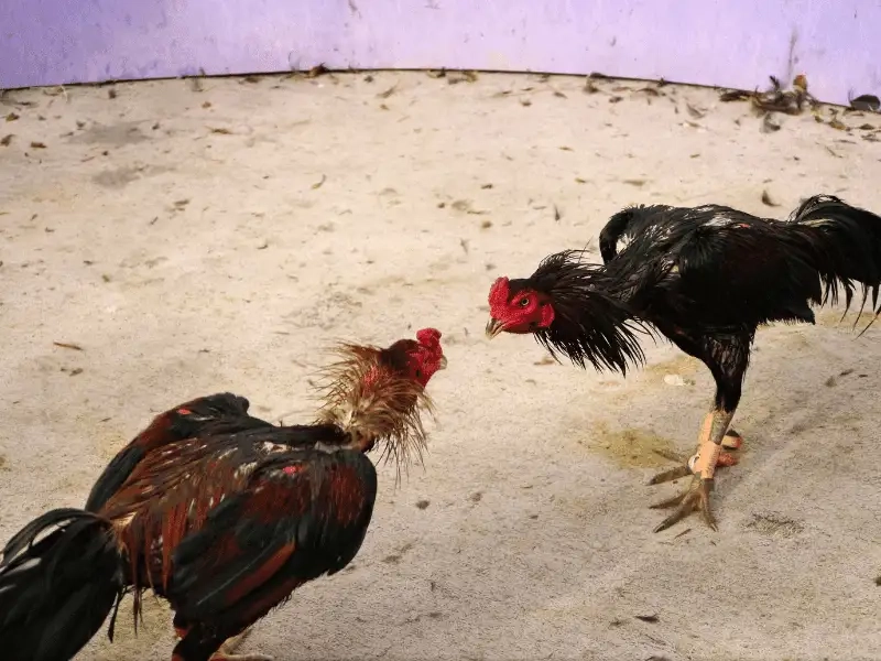 Chiến lược bắt kèo đá gà tốc độ cao dễ ăn