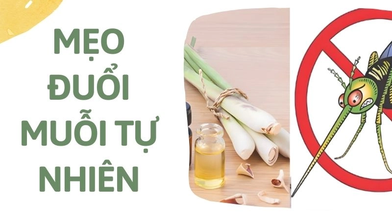 Tại sao nên chọn phương pháp tự nhiên để xua muỗi?