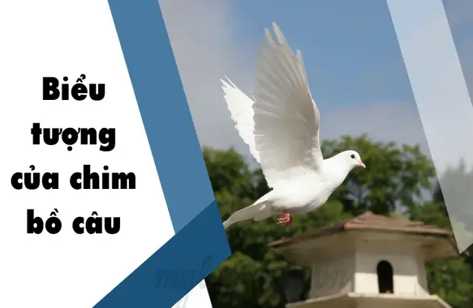 Chim bồ câu bay vào nhà có điềm báo gì? Tìm hiểu chi tiết