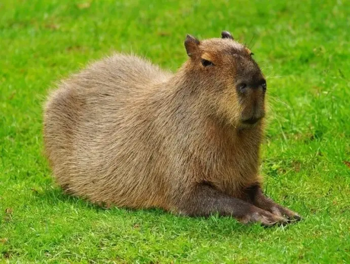 Khám phá những meme Capybara vui nhộn không thể bỏ qua