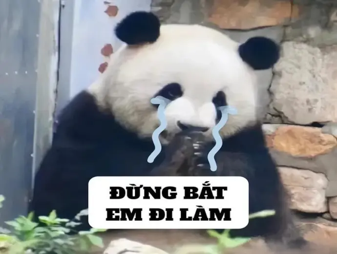 Khám phá meme gấu trúc bá đạo khiến dân mạng thích thú