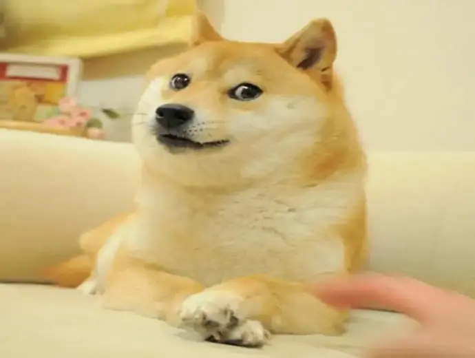 Shiba meme siêu dễ thương khiến bạn không thể dừng cười