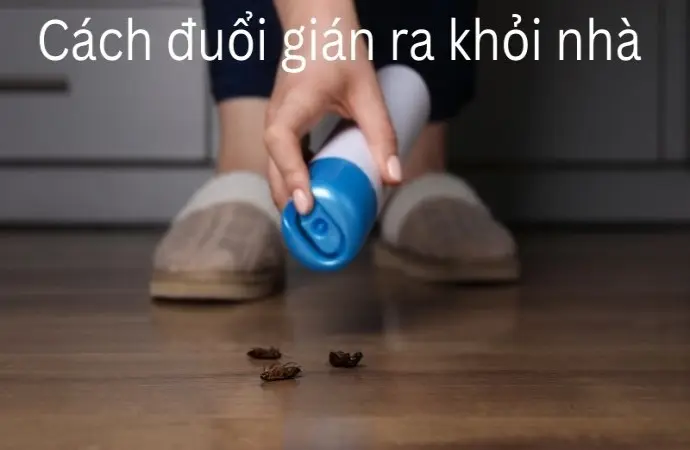 Cách đuổi gián ra khỏi nhà triệt để không để lại dấu vết nào