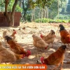 Cách làm chuồng gà thả vườn đơn giản, hiệu quả cho gà nhanh lớn