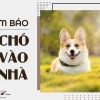 Chó Vào Nhà Là Điềm Gì? Giải Mã Ý Nghĩa Phong Thủy & Tâm Linh