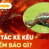 Tắc kè Kêu 9 Tiếng Là Điềm Gì Giải Mã Ý Nghĩa Phong Thủy Năm 2026