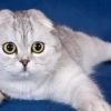 Tìm hiểu đặc điểm và cách huấn luyện mèo Scottish Fold hiệu quả 2026