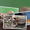 Expert beginner guide to owning a bearded dragon in 2026