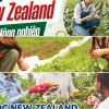 Quy trình đăng ký du học New Zealand ngành nông nghiệp 2026