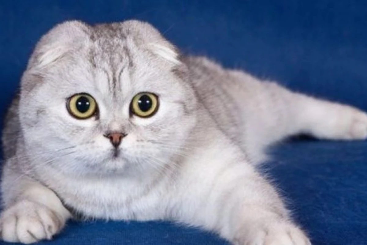 Tìm hiểu đặc điểm và cách huấn luyện mèo Scottish Fold hiệu quả 2026