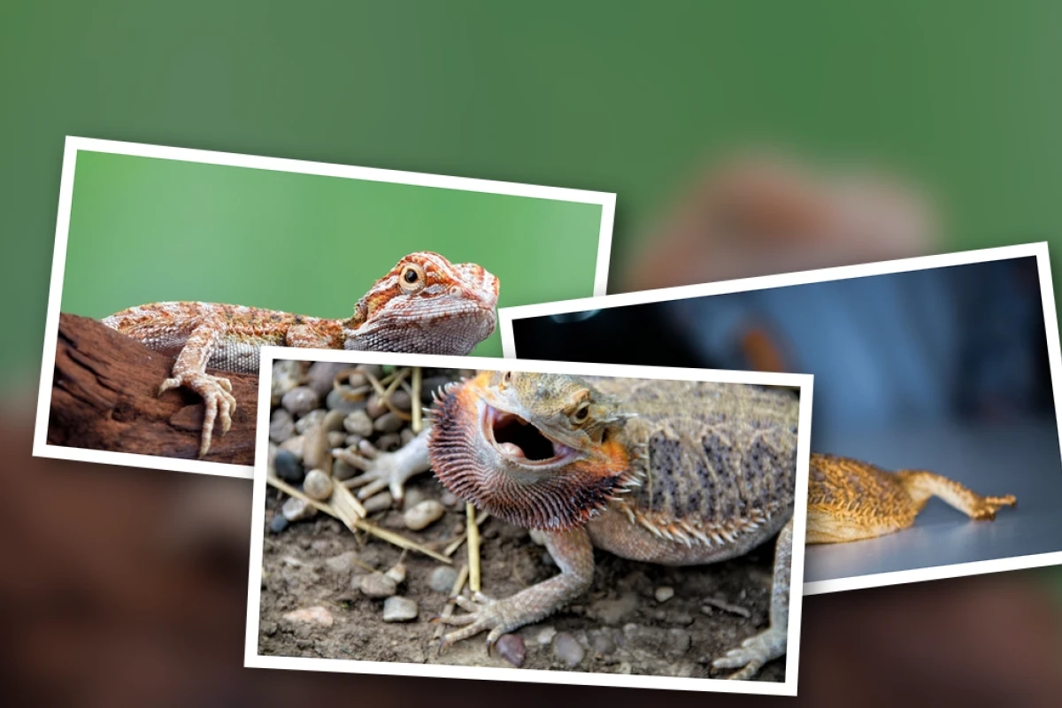 Expert beginner guide to owning a bearded dragon in 2026