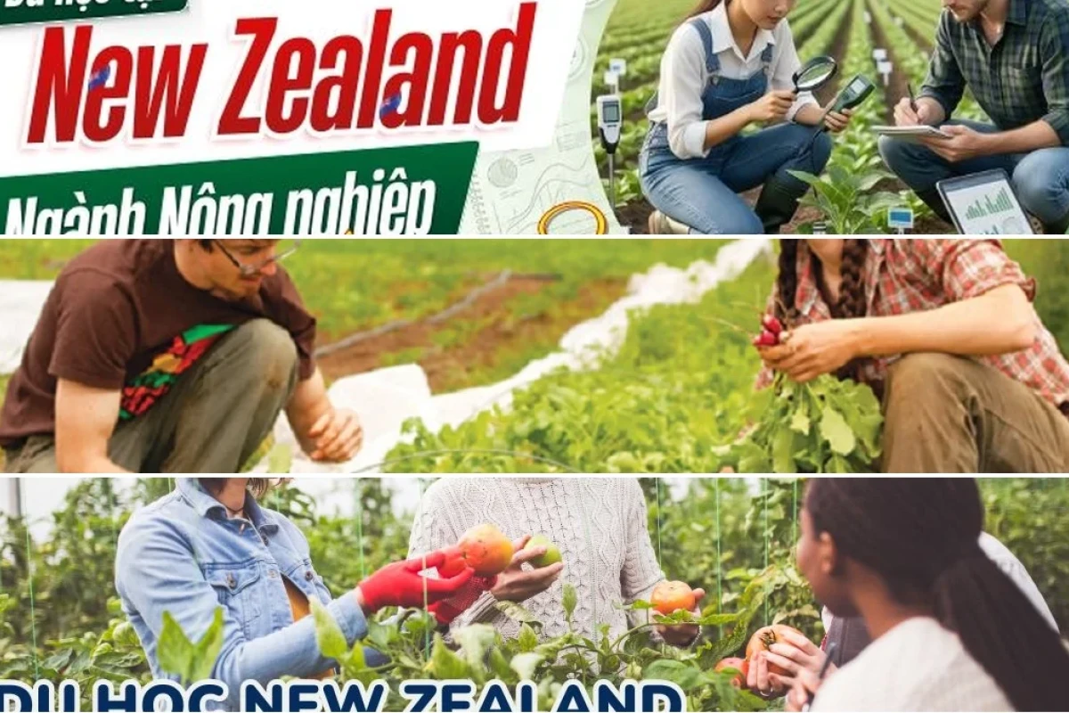 Quy trình đăng ký du học New Zealand ngành nông nghiệp 2026