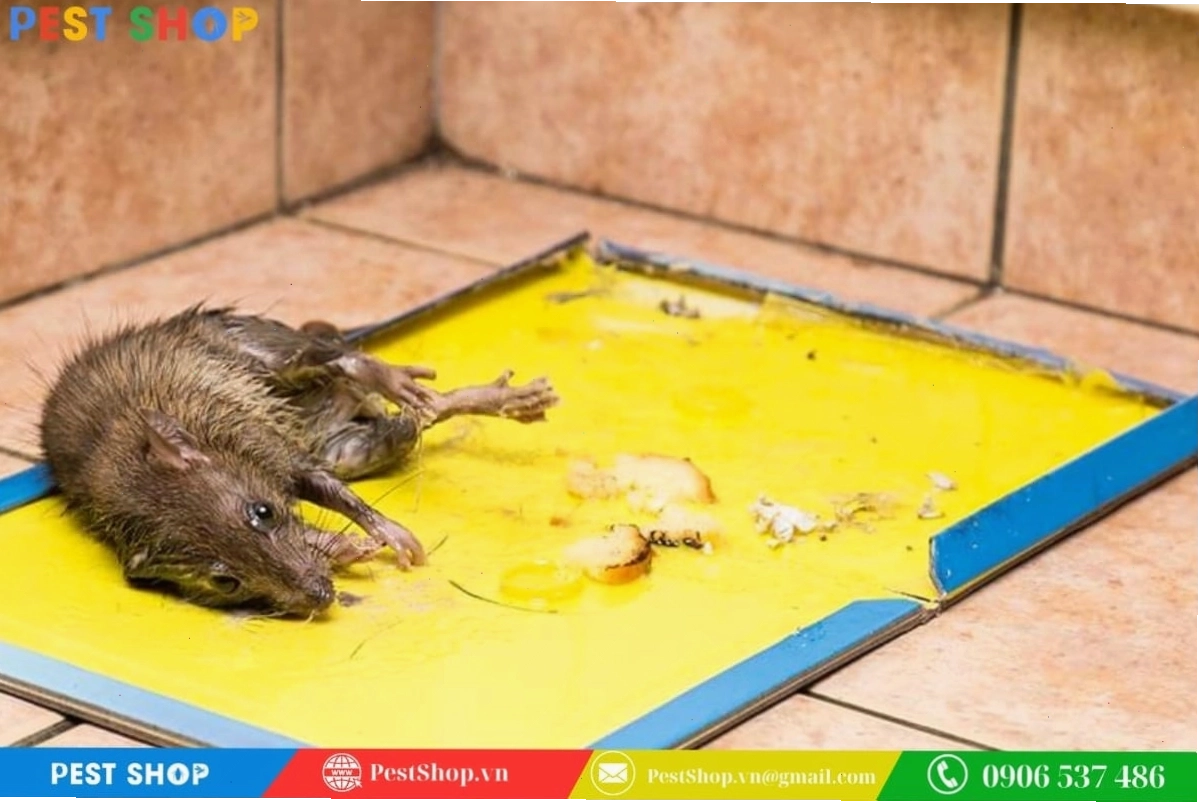 Bẫy chuột tự chế bằng keo dính siêu dính