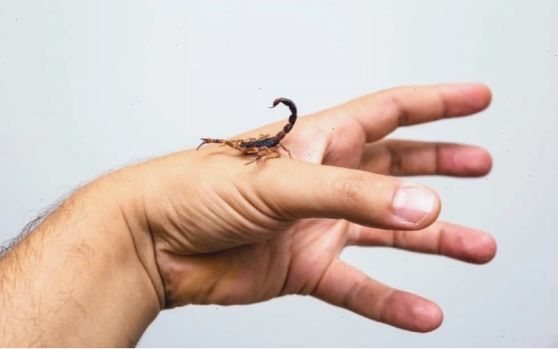Các biện pháp phòng tránh hiệu quả để giảm nguy cơ bị bọ cạp cắn
