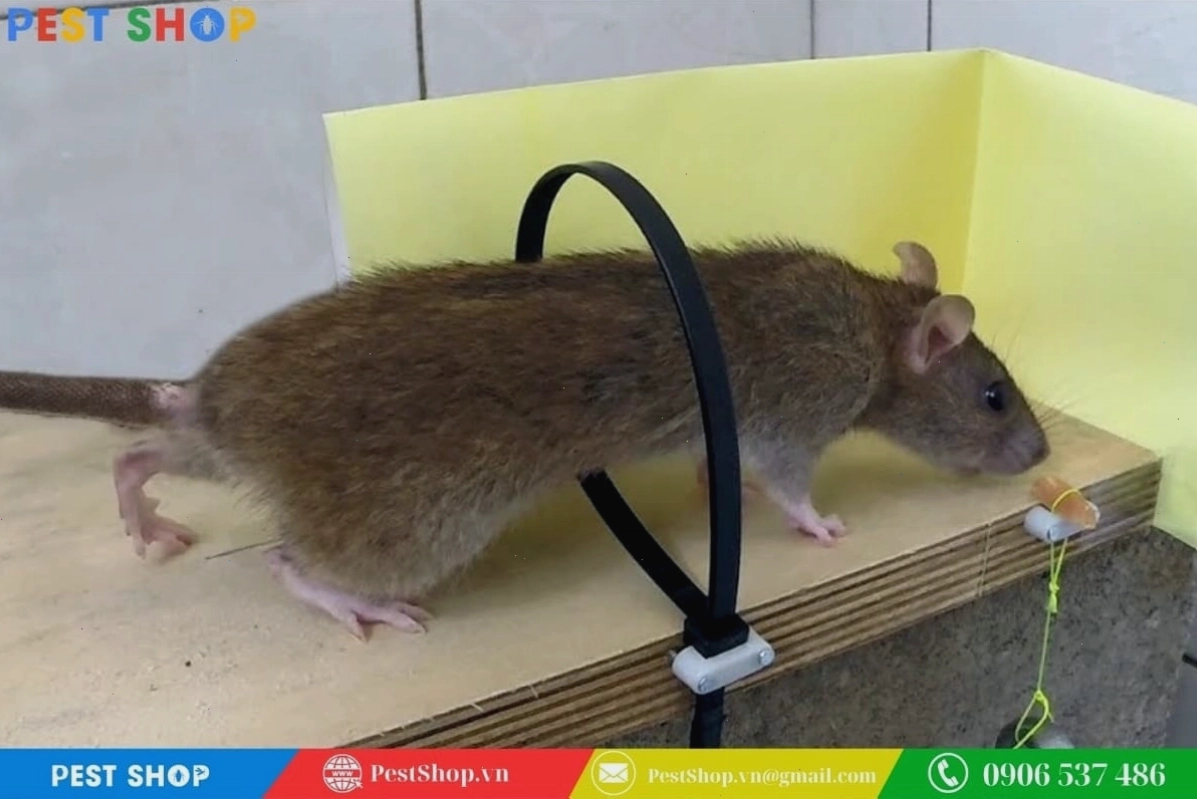 Cách làm bẫy chuột đơn giản tại nhà bằng dây rút