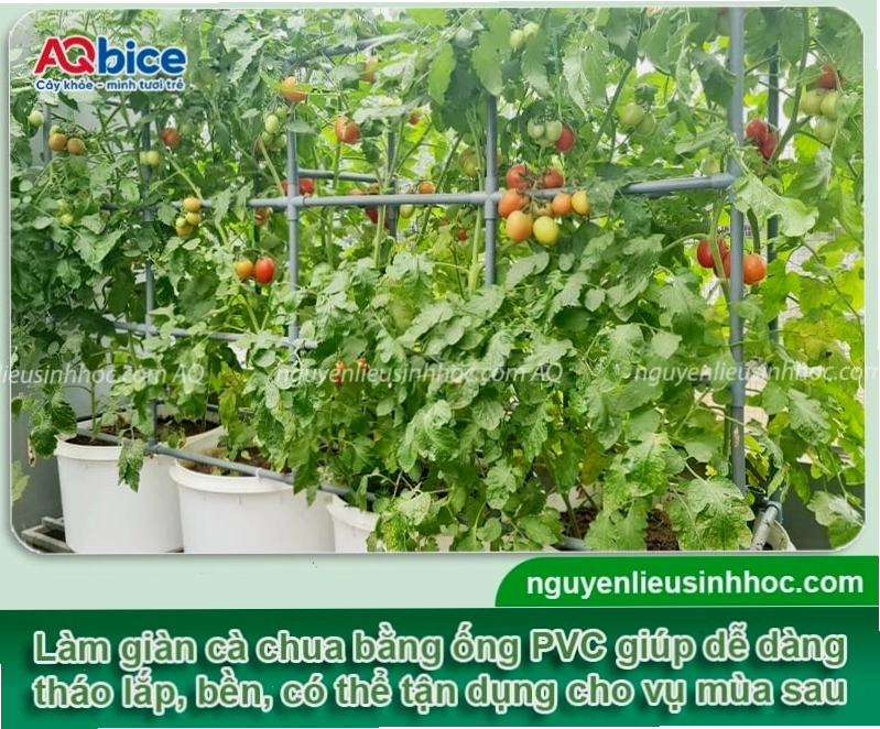 Cách làm giàn cà chua bằng ống nhựa PVC đơn giản và bền chắc